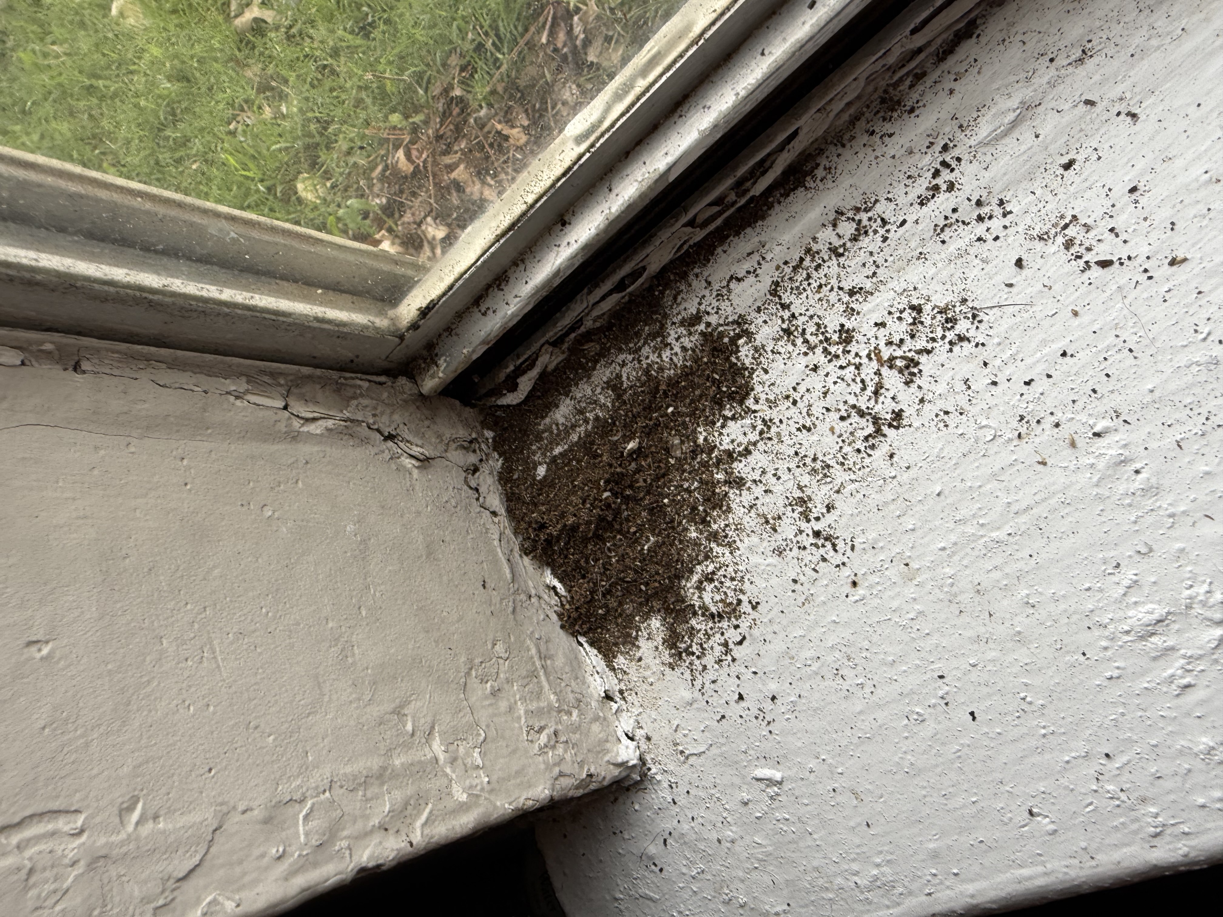 Termite Treatments